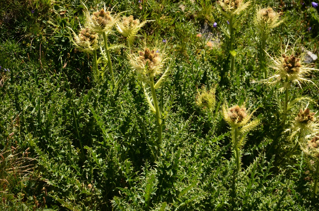 2015-07 Savoie/Orgère/DSC_0305.JPG